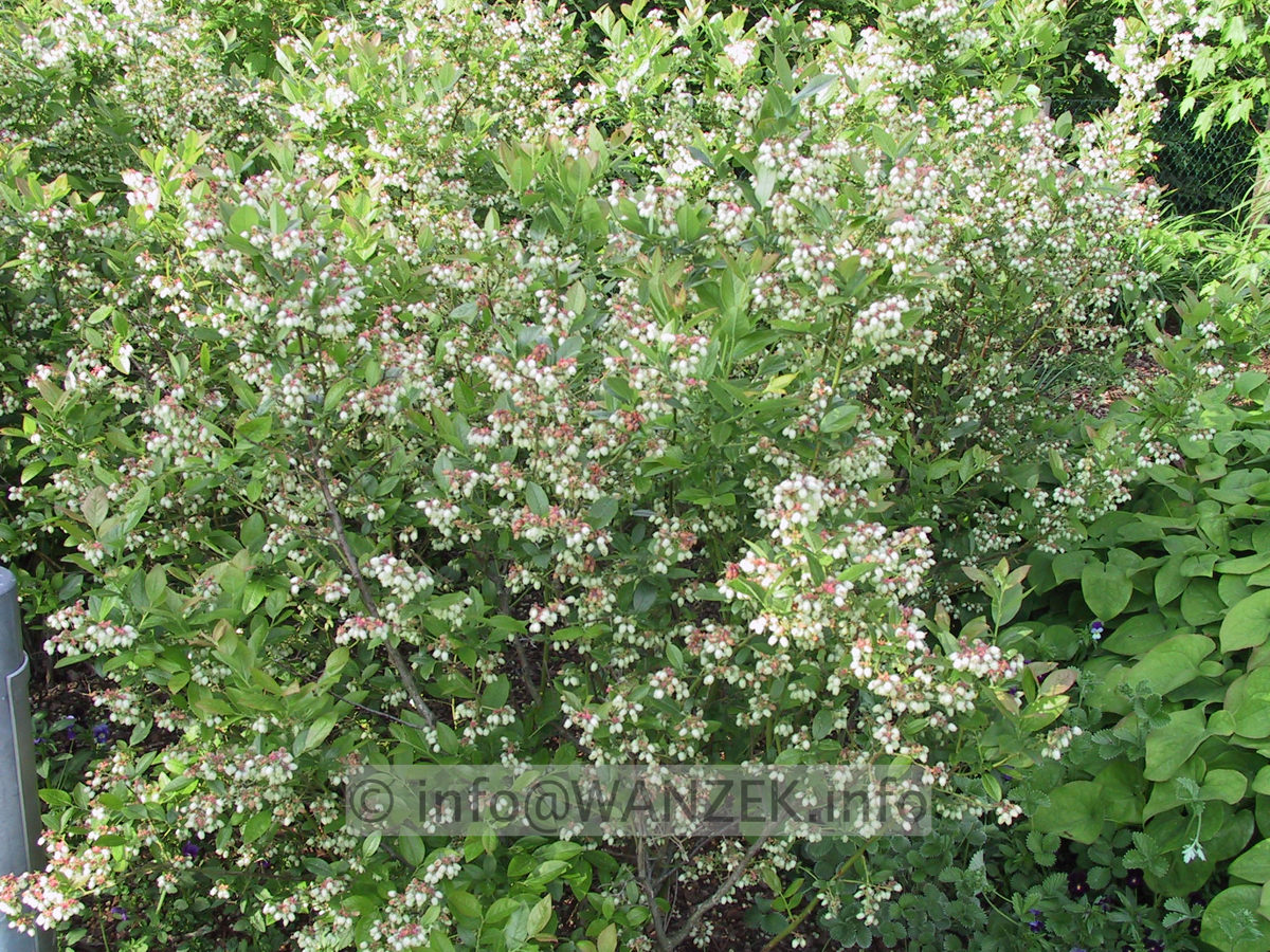 Vaccinium corymbosum 01 Heidelbeer-Bluete.JPG